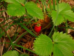 2013-06-22_Hirschhoerndl_Jochberg (018).JPG